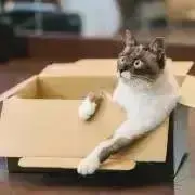 haco-in-the-boxの画像