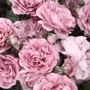 m.tの画像