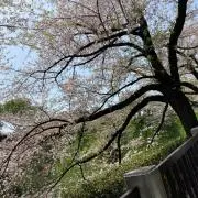 まな