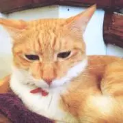 マツノ