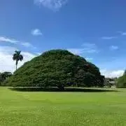 PAUHANAの画像