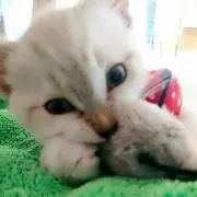 ねこまるの画像