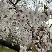 むーの画像