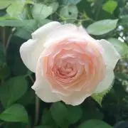 Rose mamaの画像