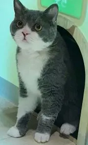 ミキチュウの画像