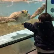 タカ