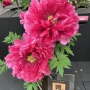 ぼってり