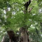 aminofの画像
