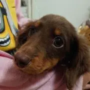 おめぐ
