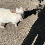 ヤギ