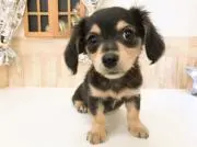 凛（りん）の画像