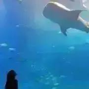 華おりの画像