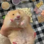 ぴょん