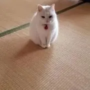 ポンのお店の画像