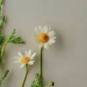 TG☆*:.。.の画像