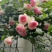 あいさんの画像