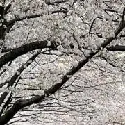 Len011の画像