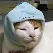 はるゆうの画像
