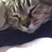 のたの画像