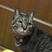 ぴーさん