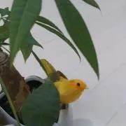 ぴよママ