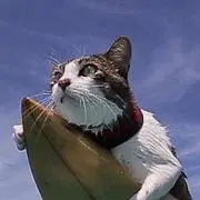 RYUの画像