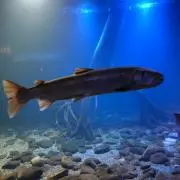 sapporerの画像