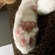 かのりんご
