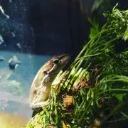 胃の中の蛙の画像