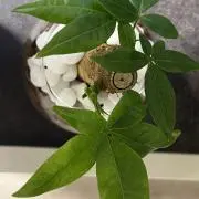 n_kの画像