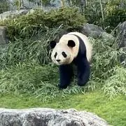 ぱんだの画像