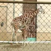 りんご