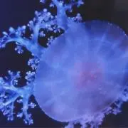 kの画像