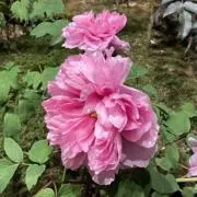 りっちゃんの画像
