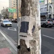 たらこの画像