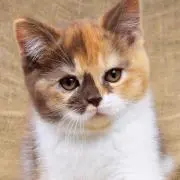 もも