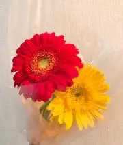 みーの画像