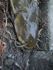 Syoooの画像