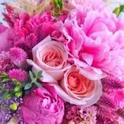sweet roseの画像
