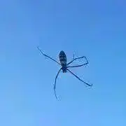 Gの画像