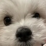 ゆーの画像