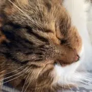 ねこの画像