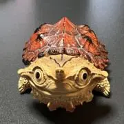 とーちゃんの画像