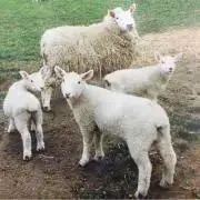 Sheepの画像