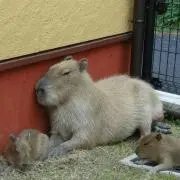 いぬわし