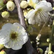 初瀬の画像