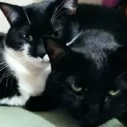 NEKOKUROの画像