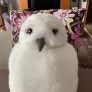 ヘドウィグの画像
