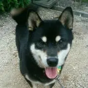 クロシバロン