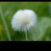 そらの画像